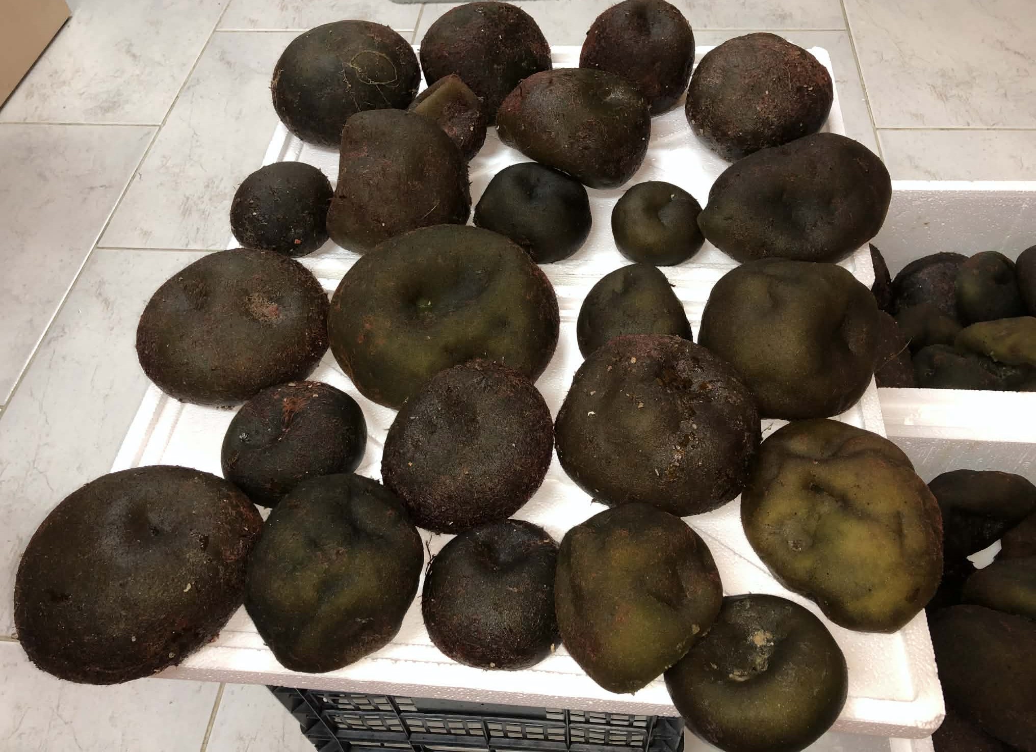 Codium bursa processed selection